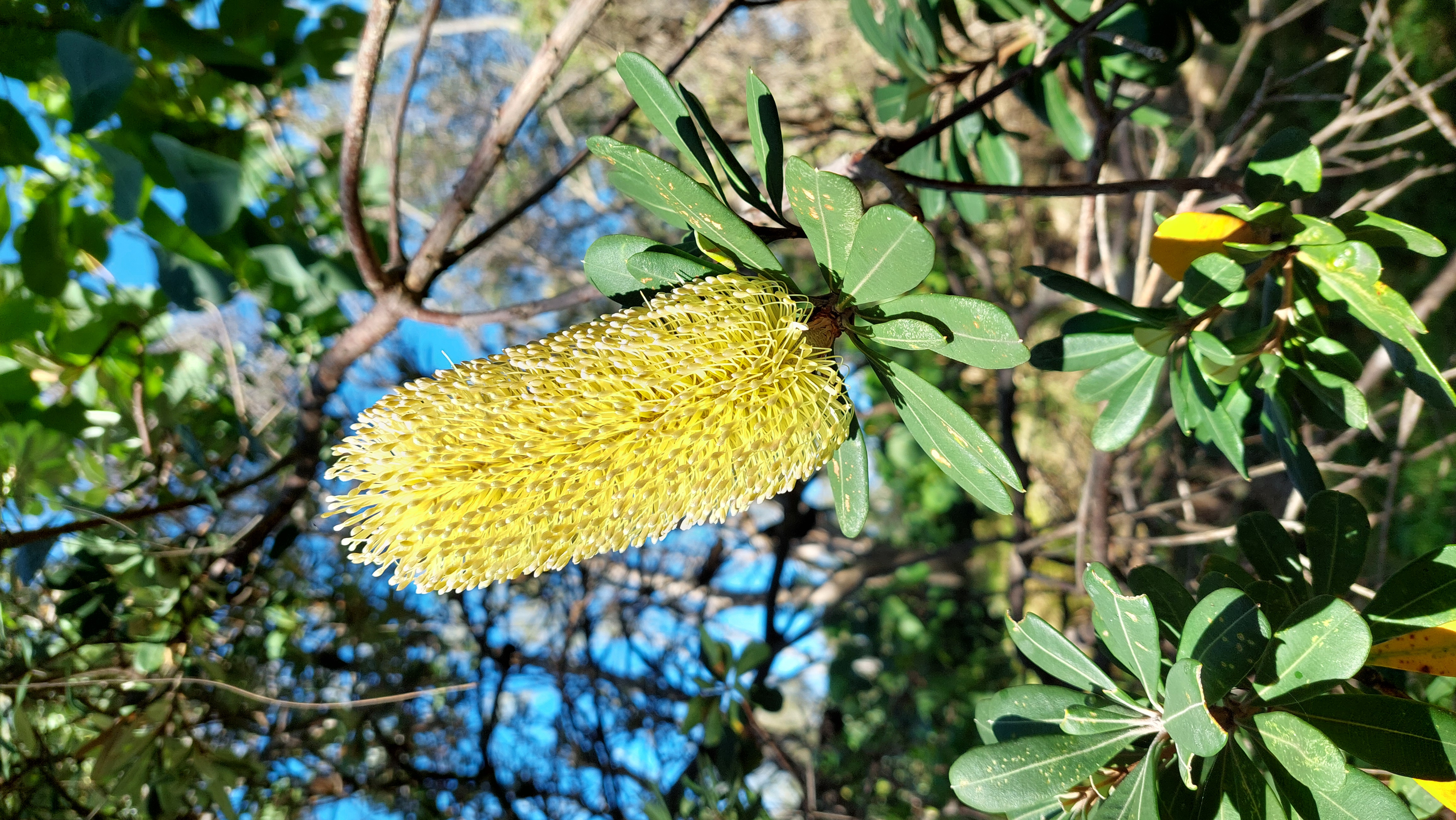 Banksia Integrifolia