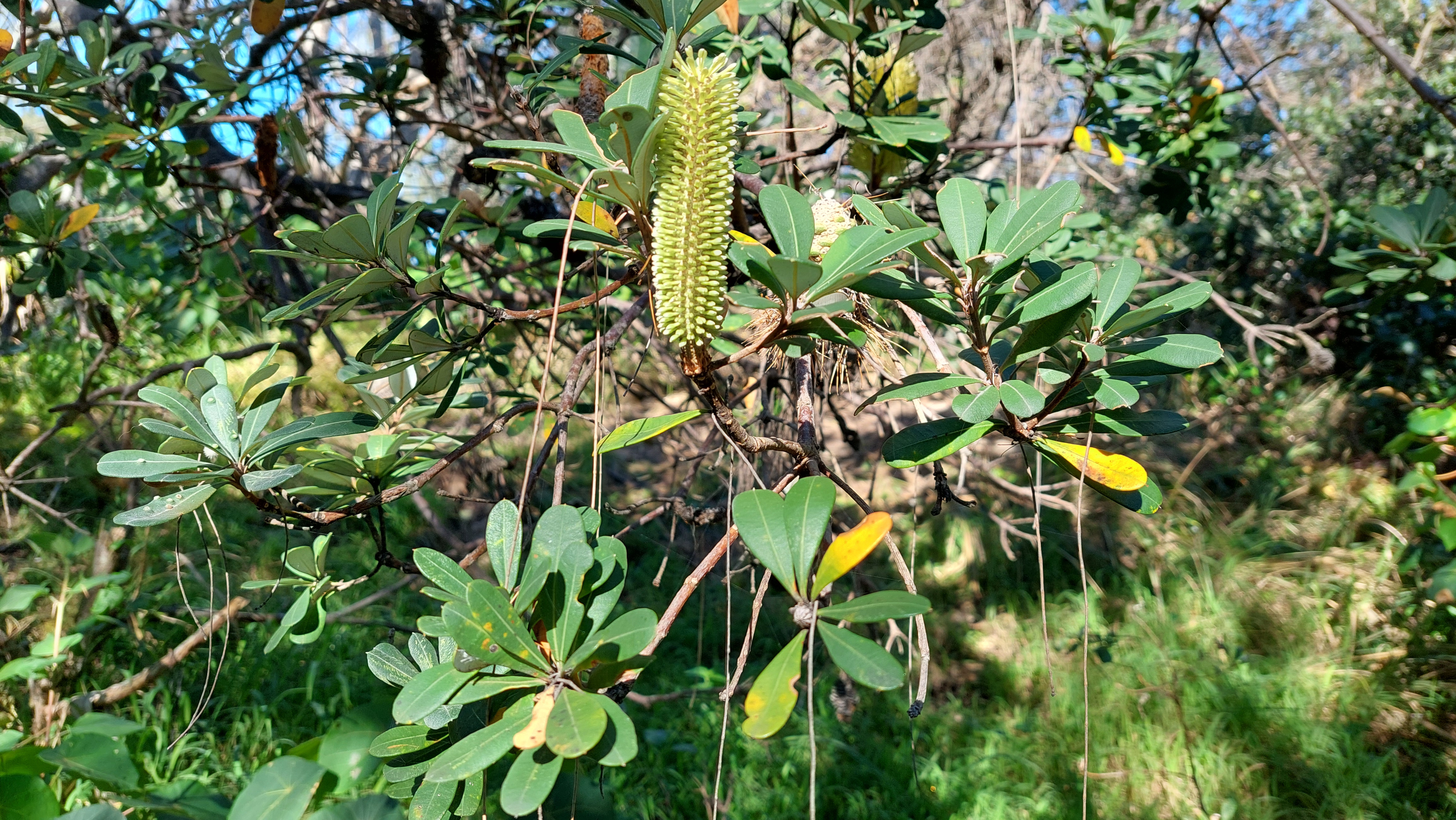 Banksia Integrifolia