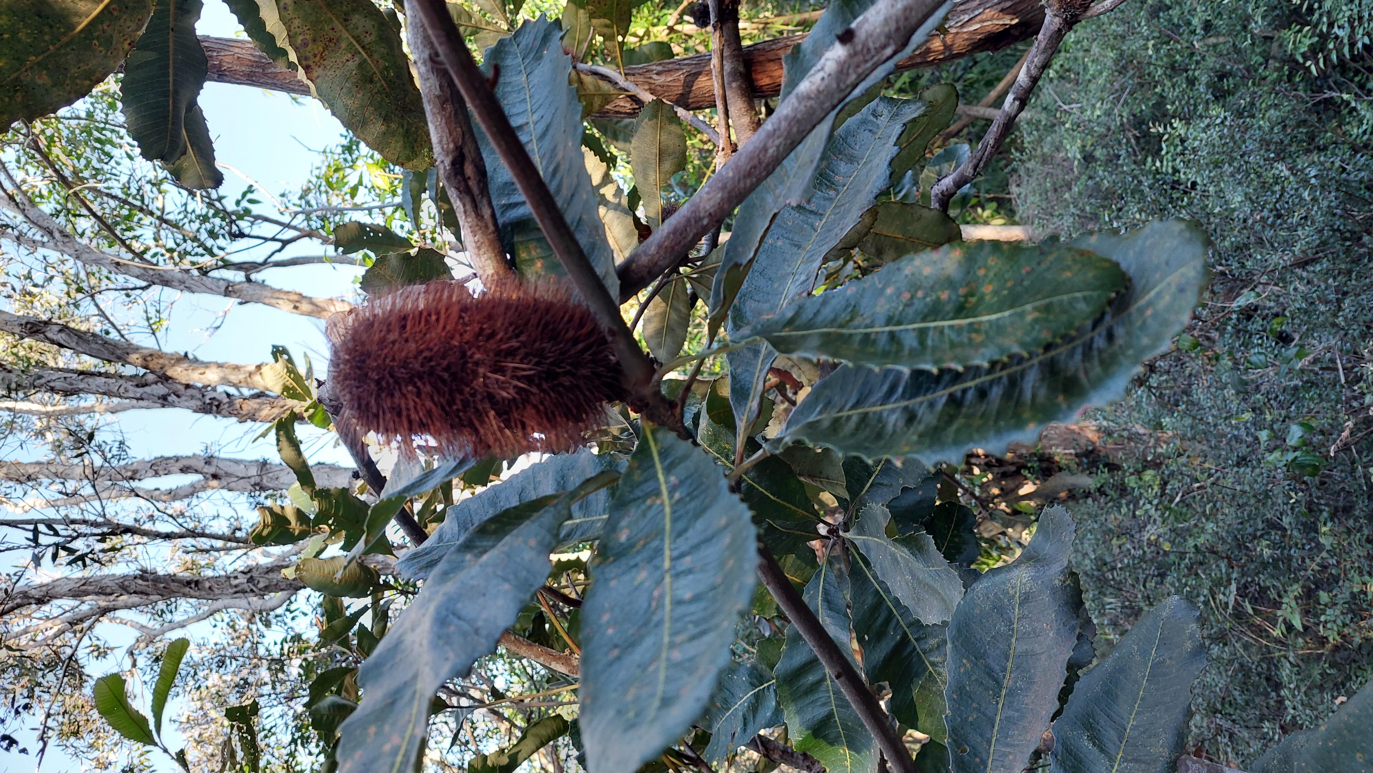 Banksia Robur