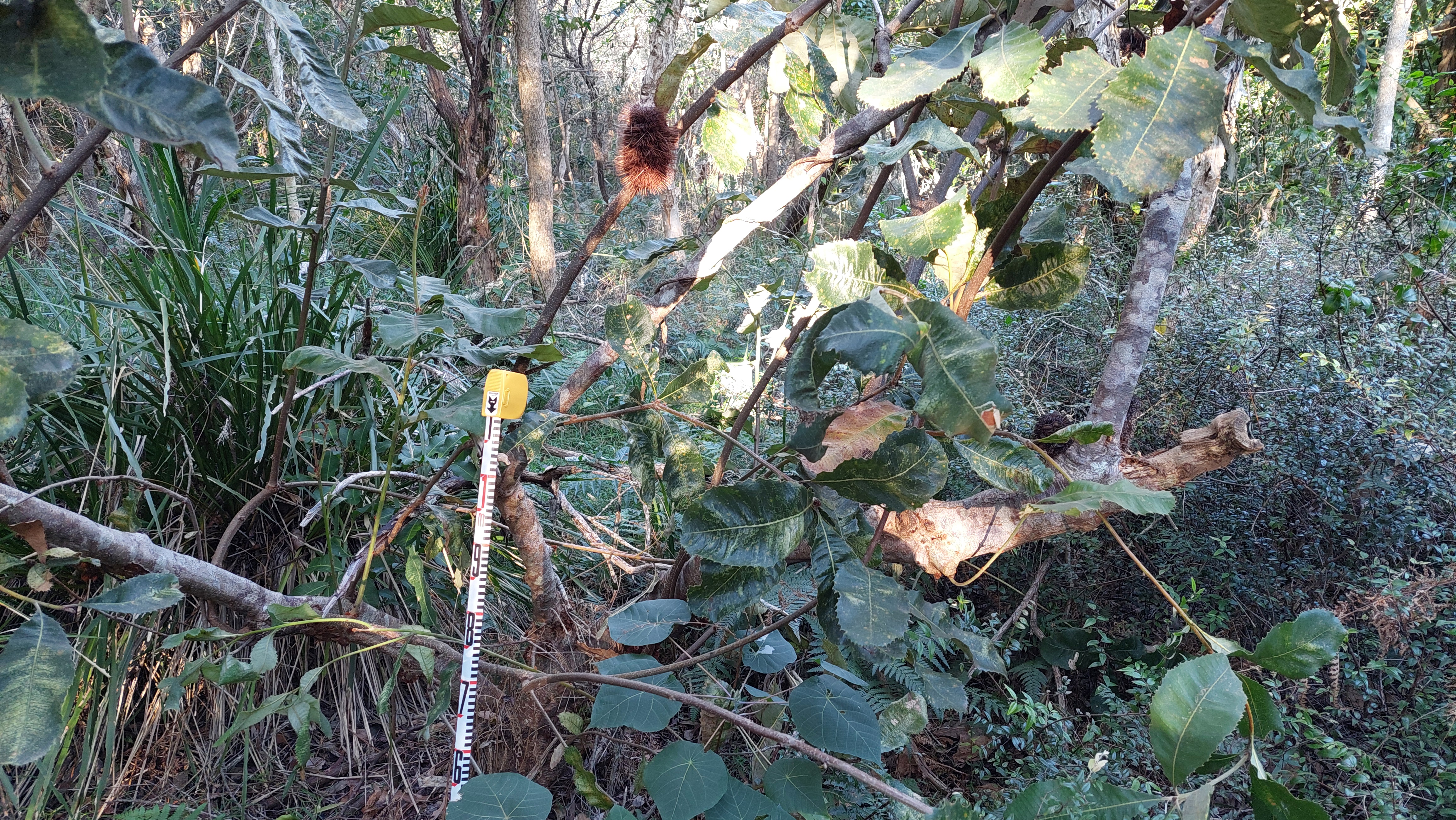 Banksia Robur
