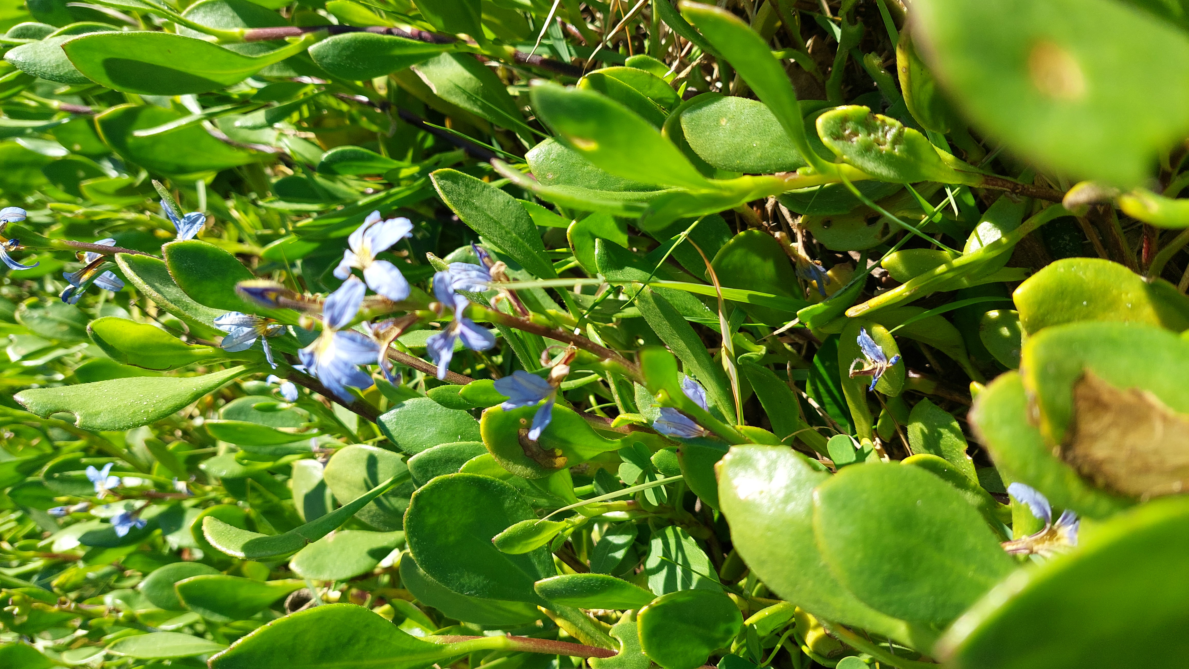 Dun Fan Flower