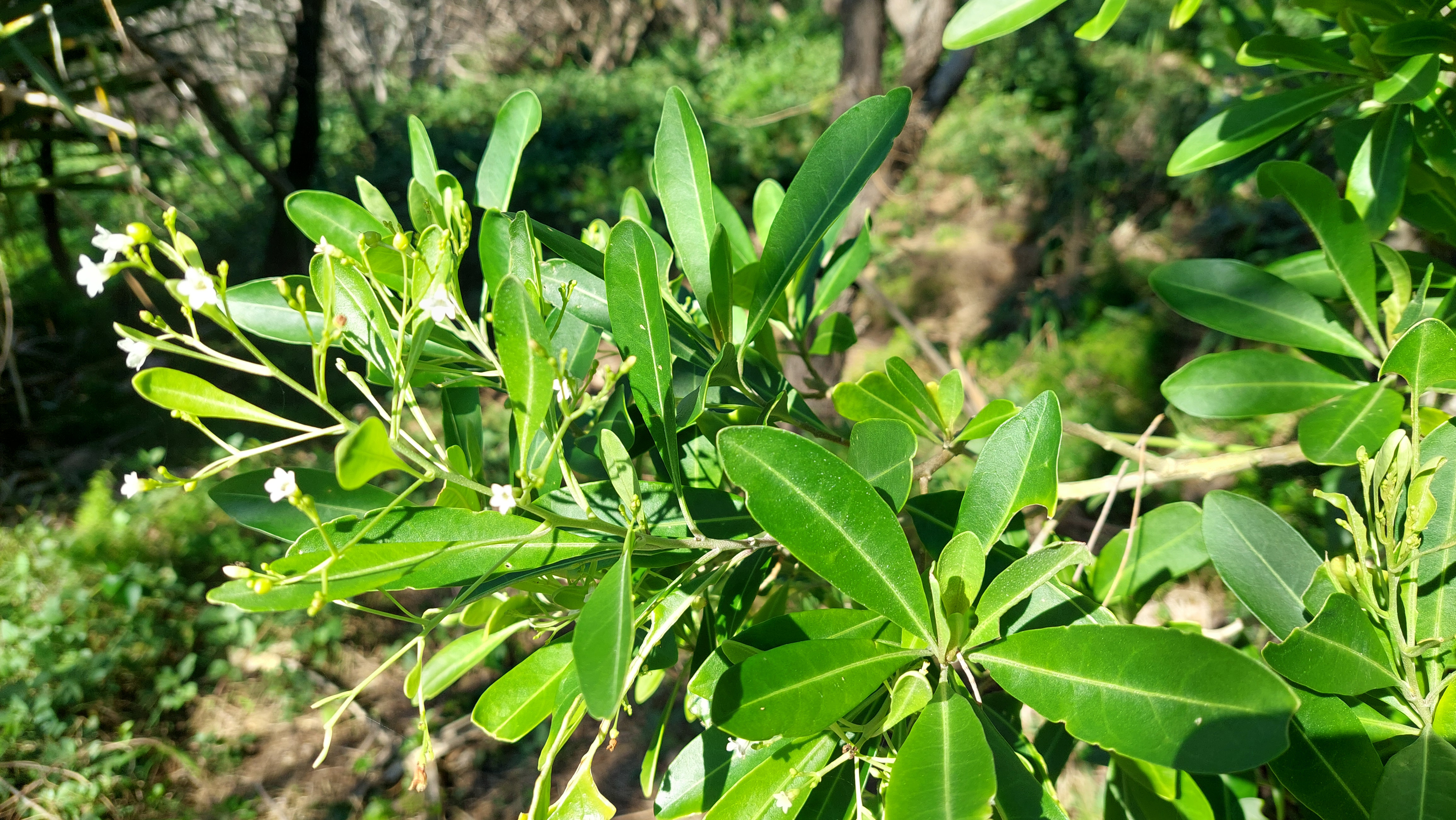 Corkwood