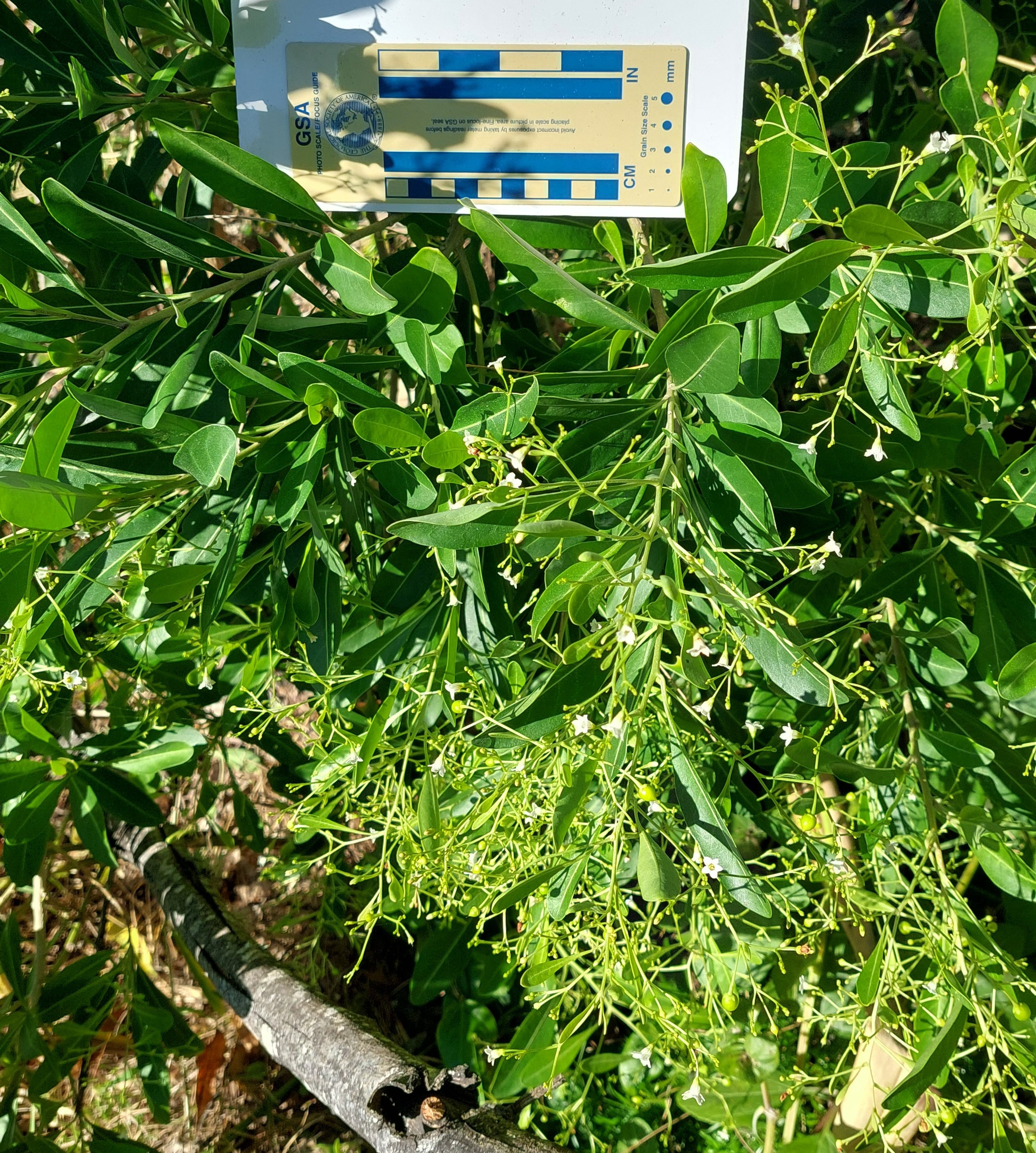 Corkwood