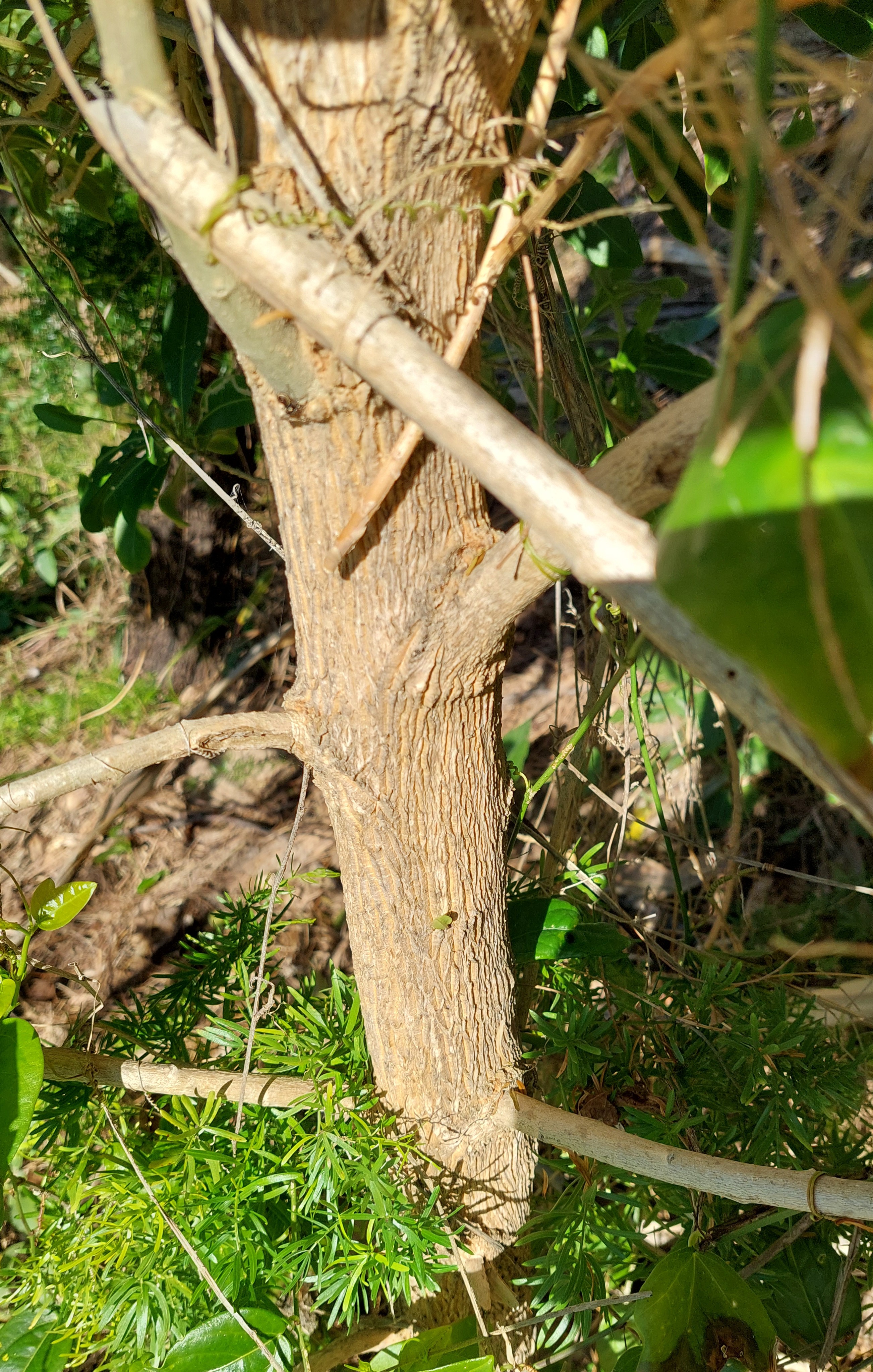 Corkwood