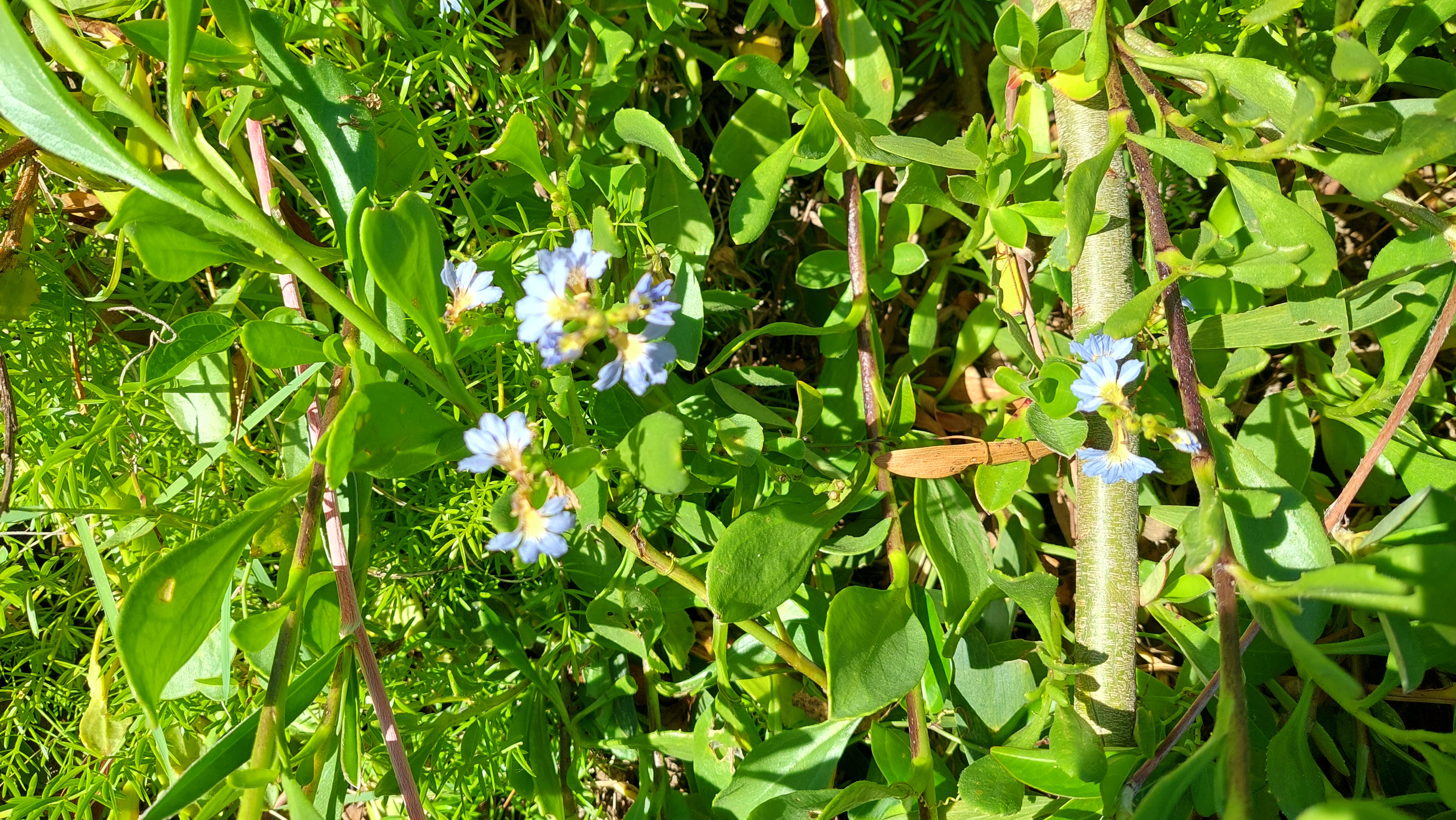 Fan flower