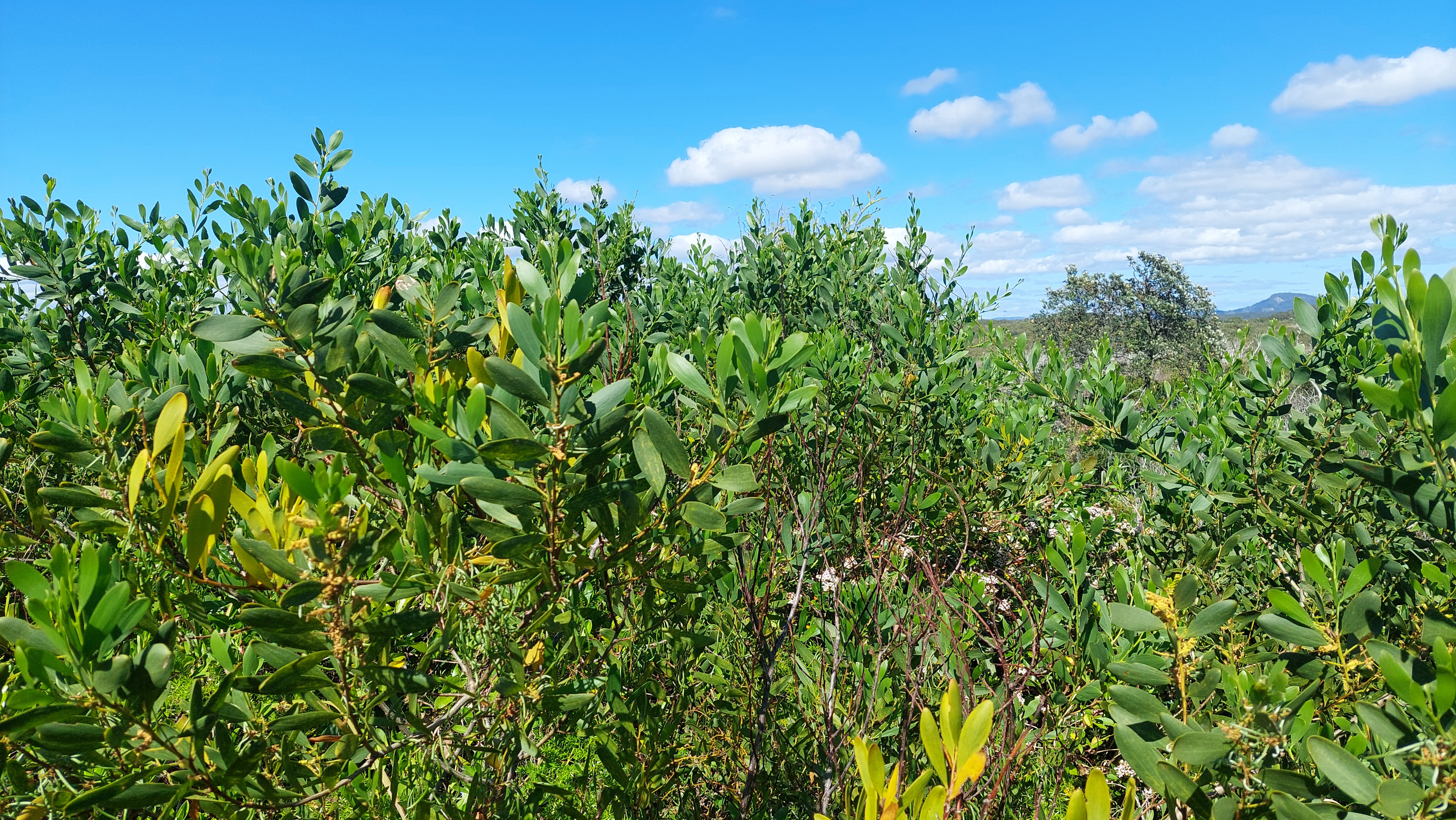 Dune wattle