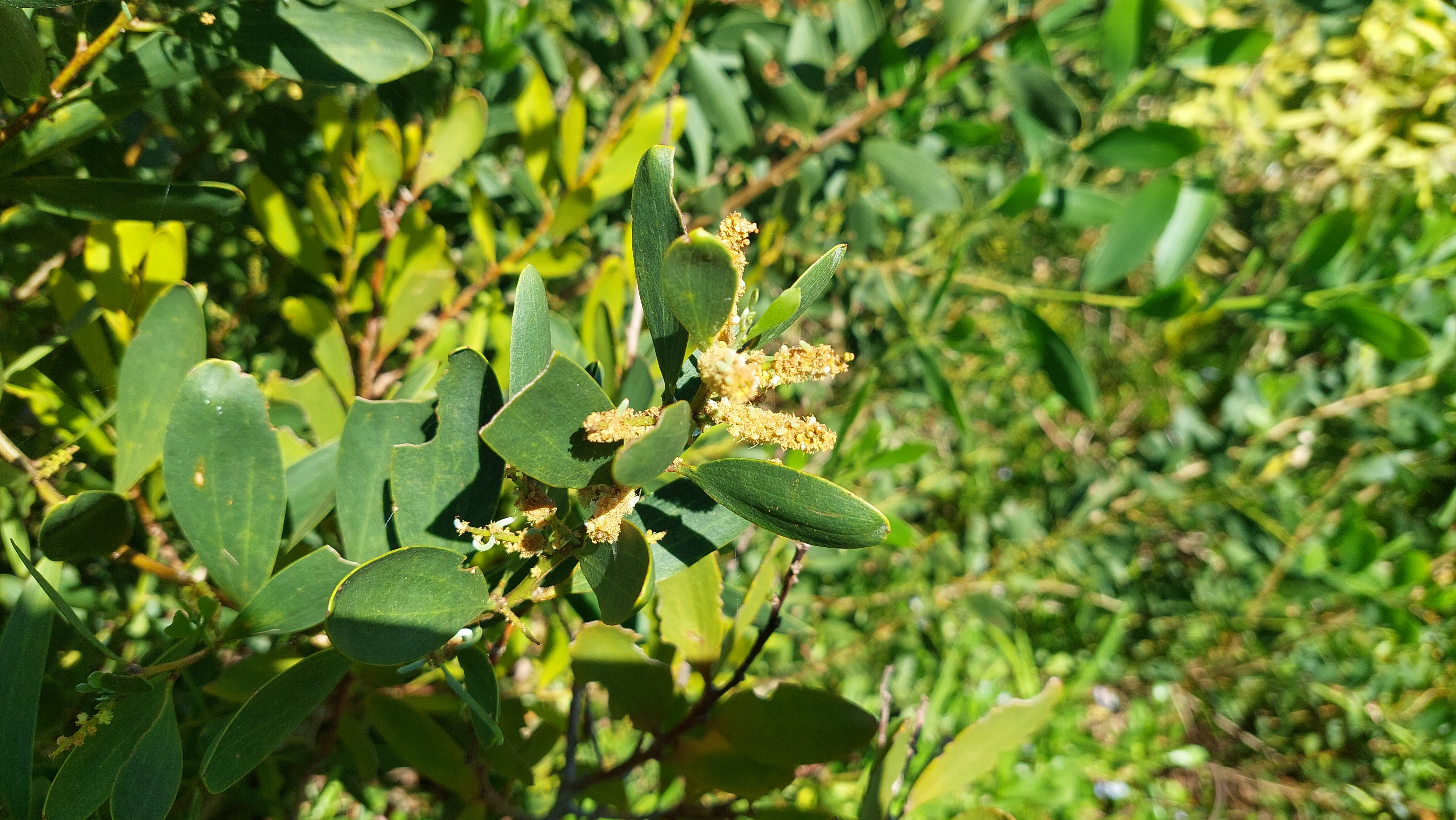 Dune wattle