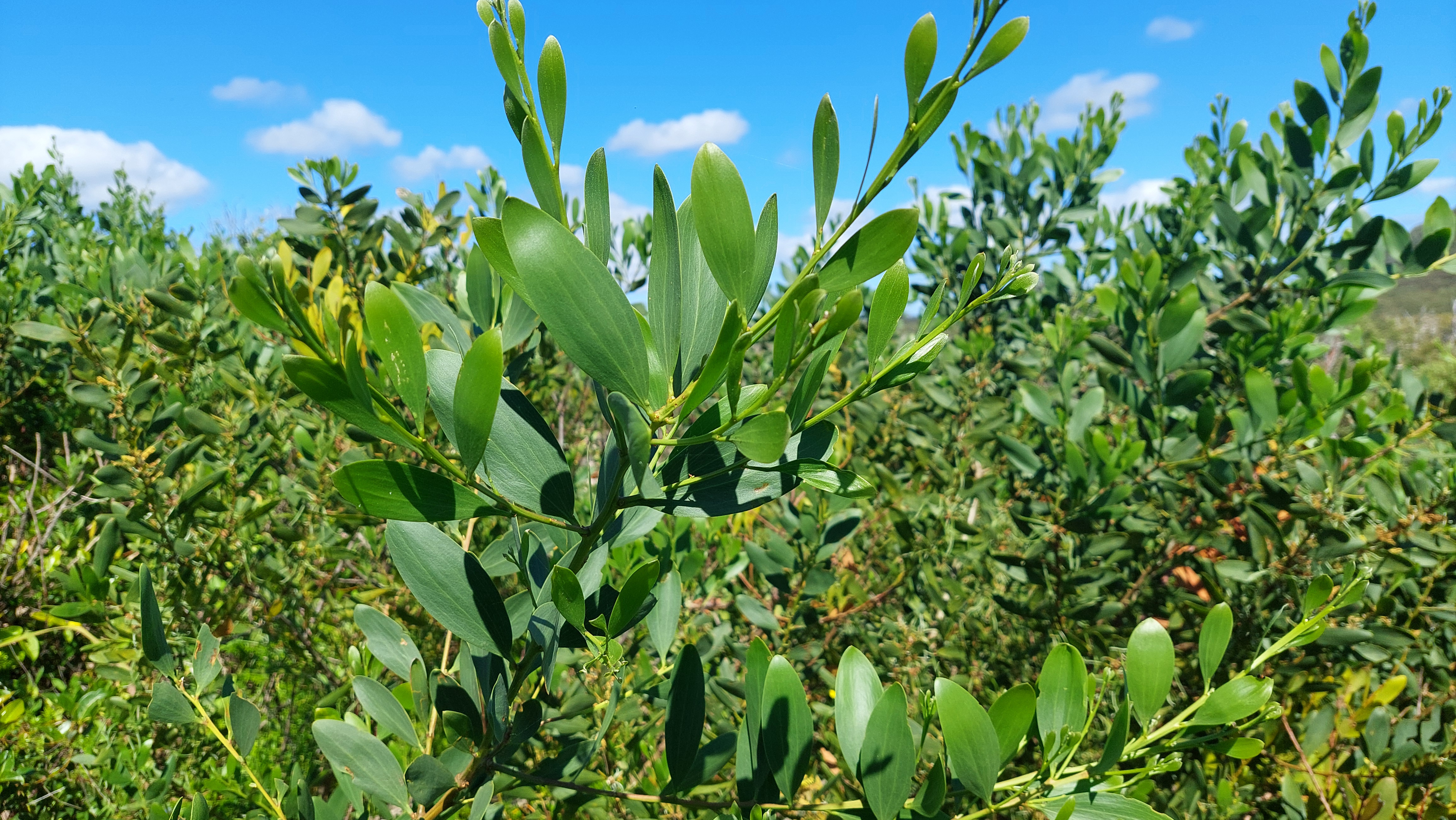 Dune wattle