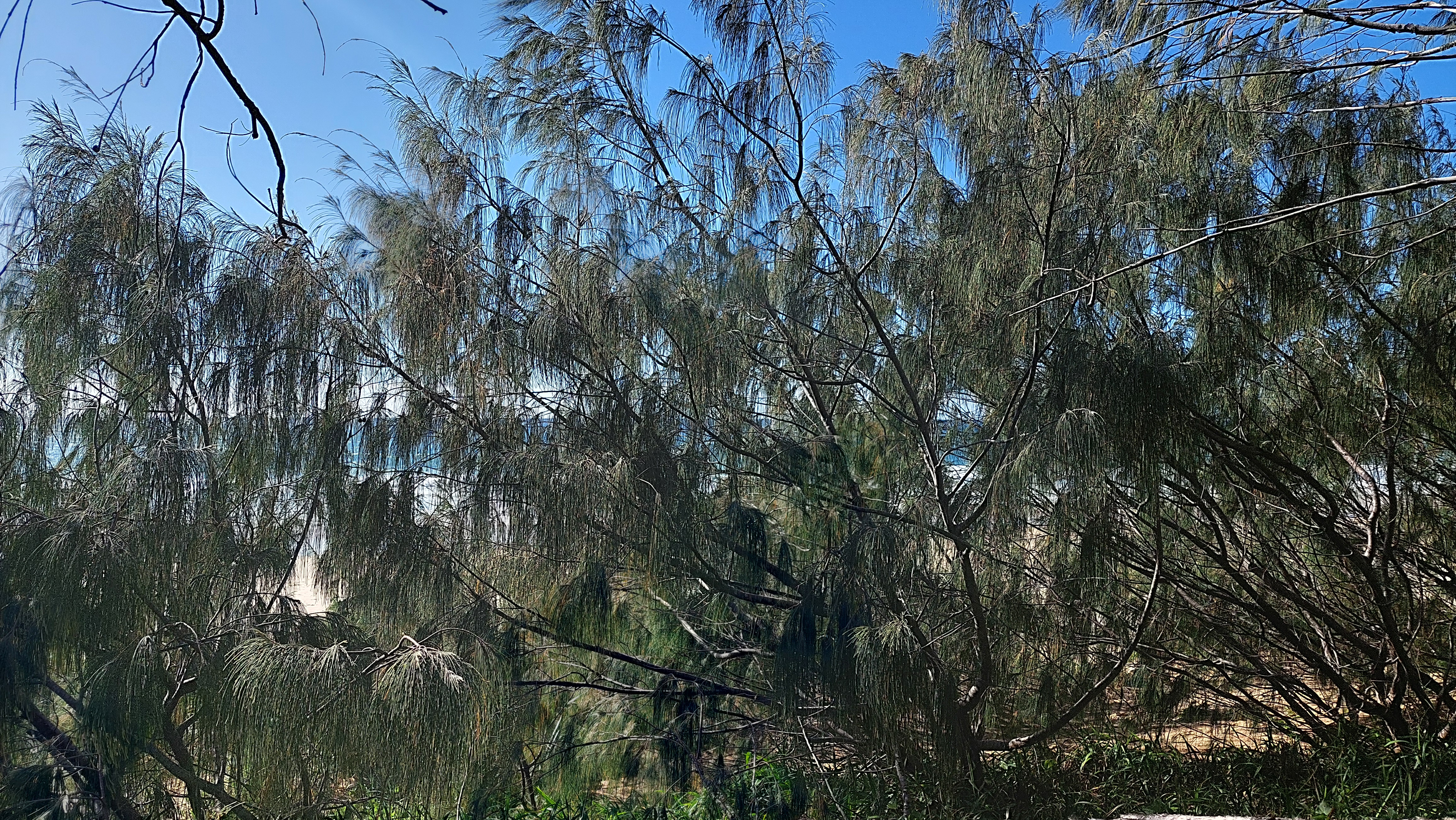 Coastal She-oak