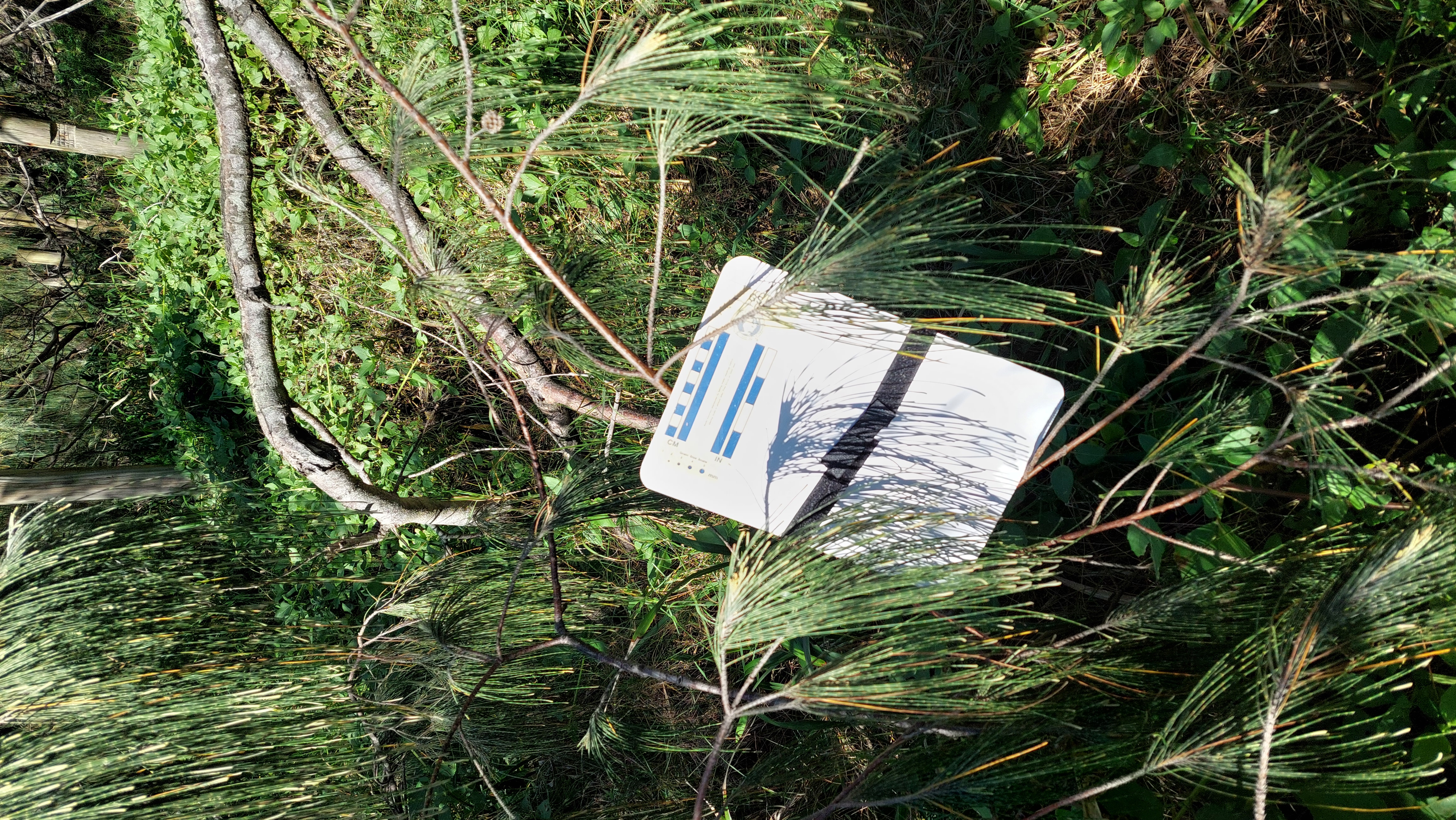 Coastal She-oak