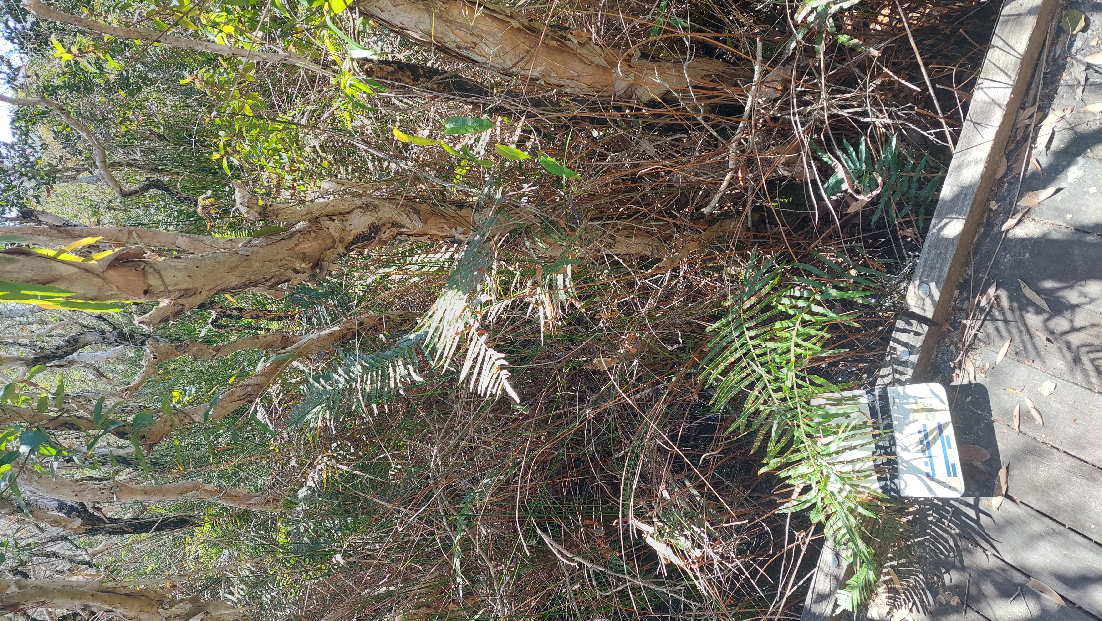 Corkwood