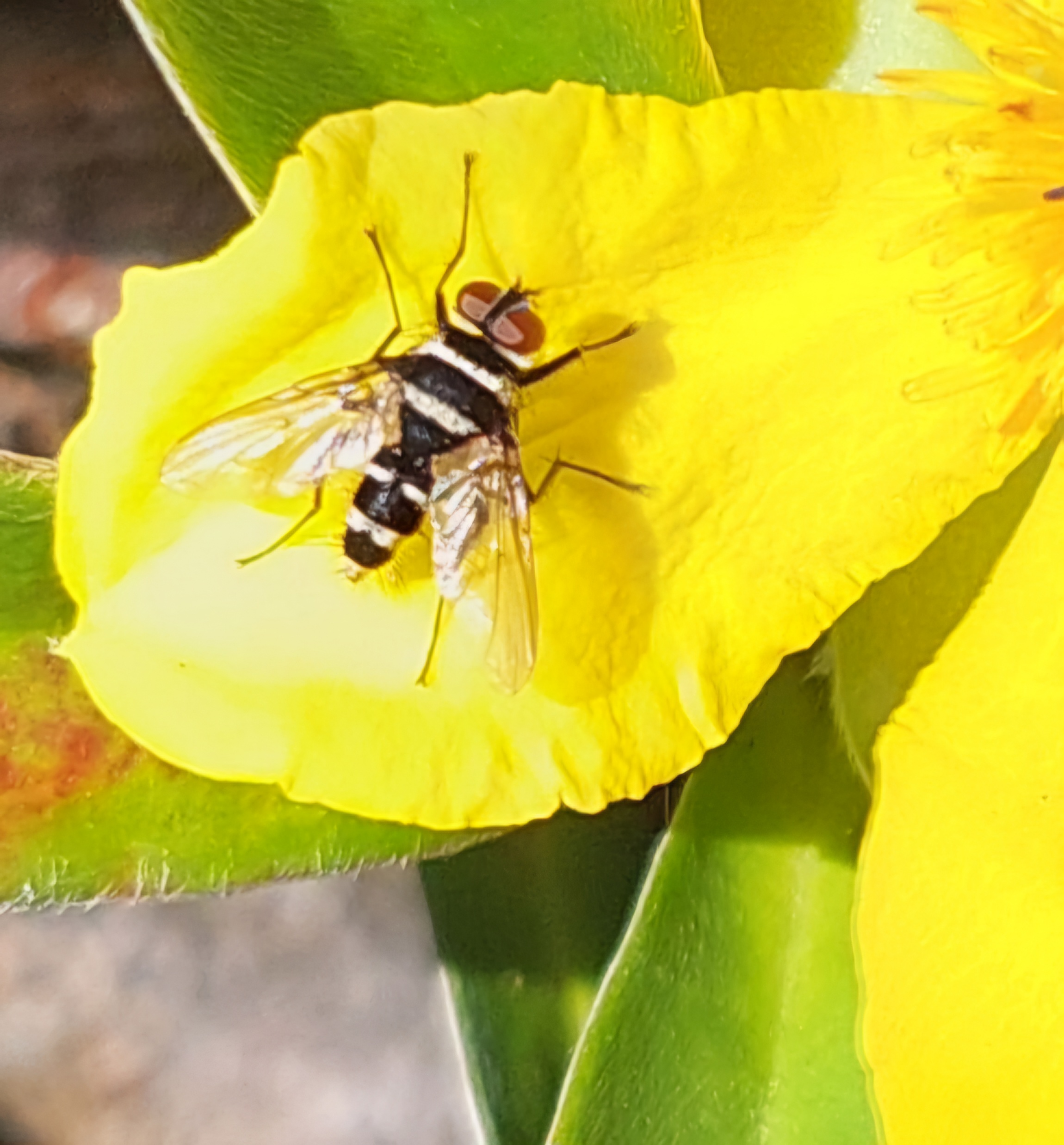 Fly