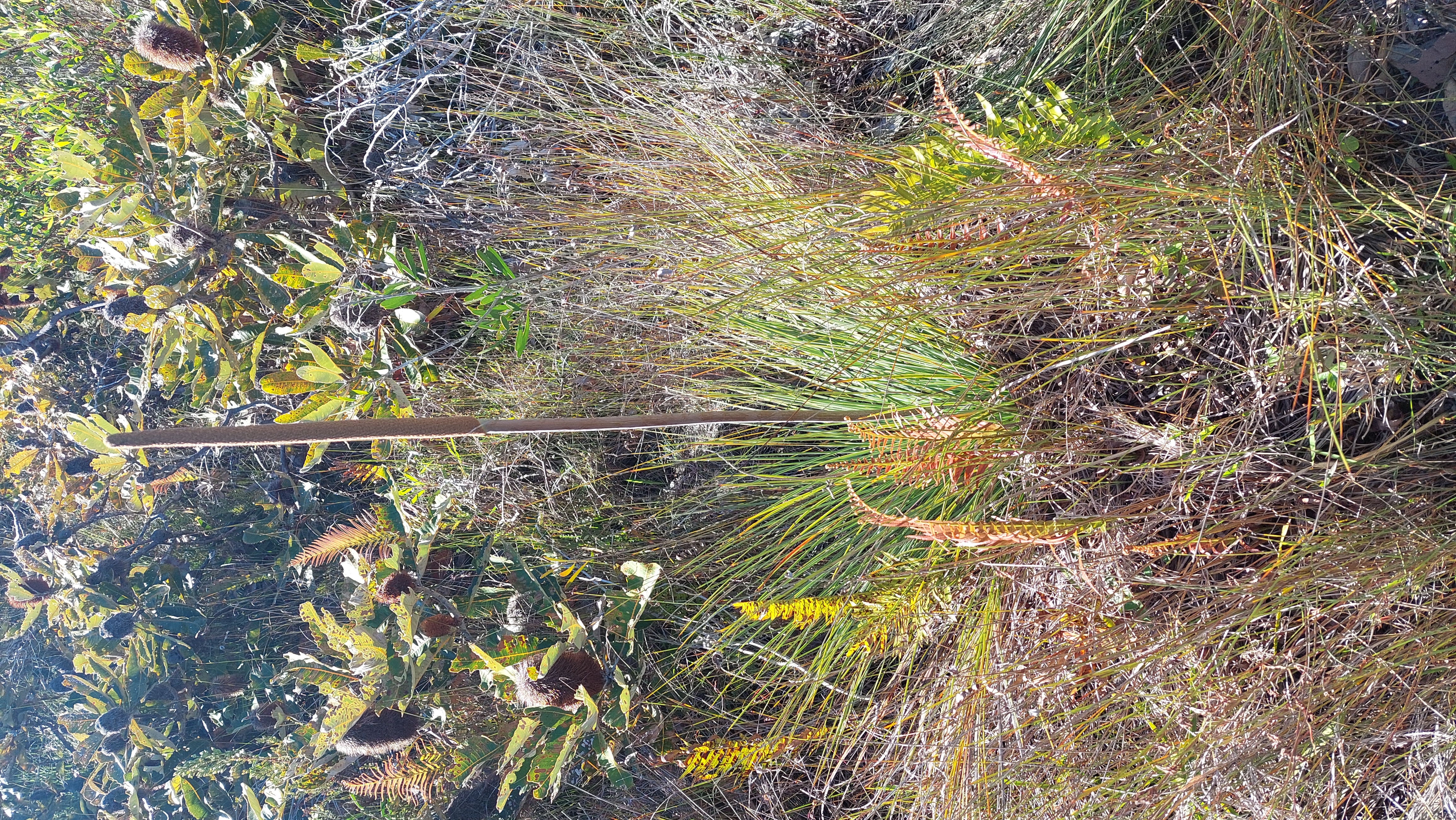 Dune wattle