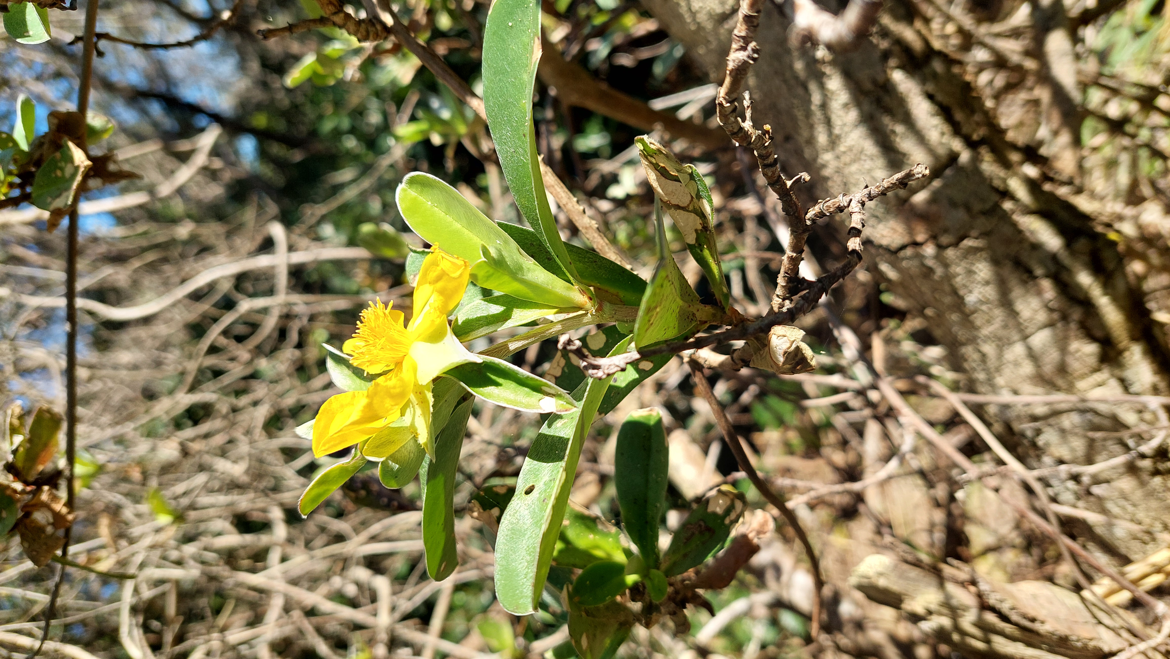 Hibbertia scandens