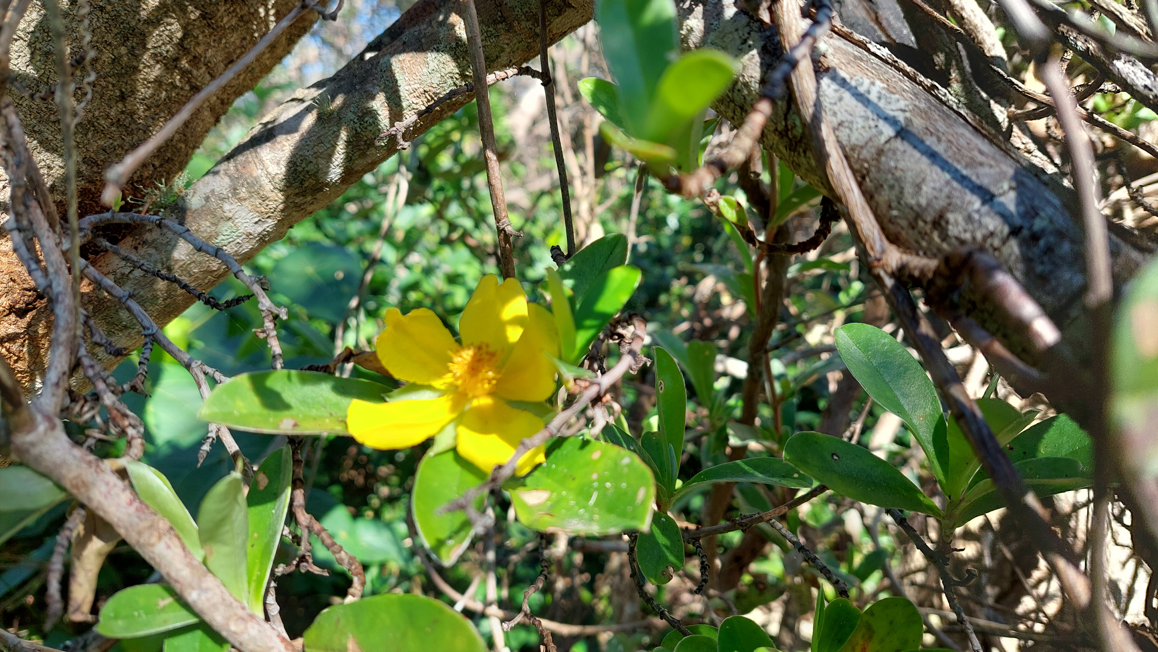 Hibbertia scandens