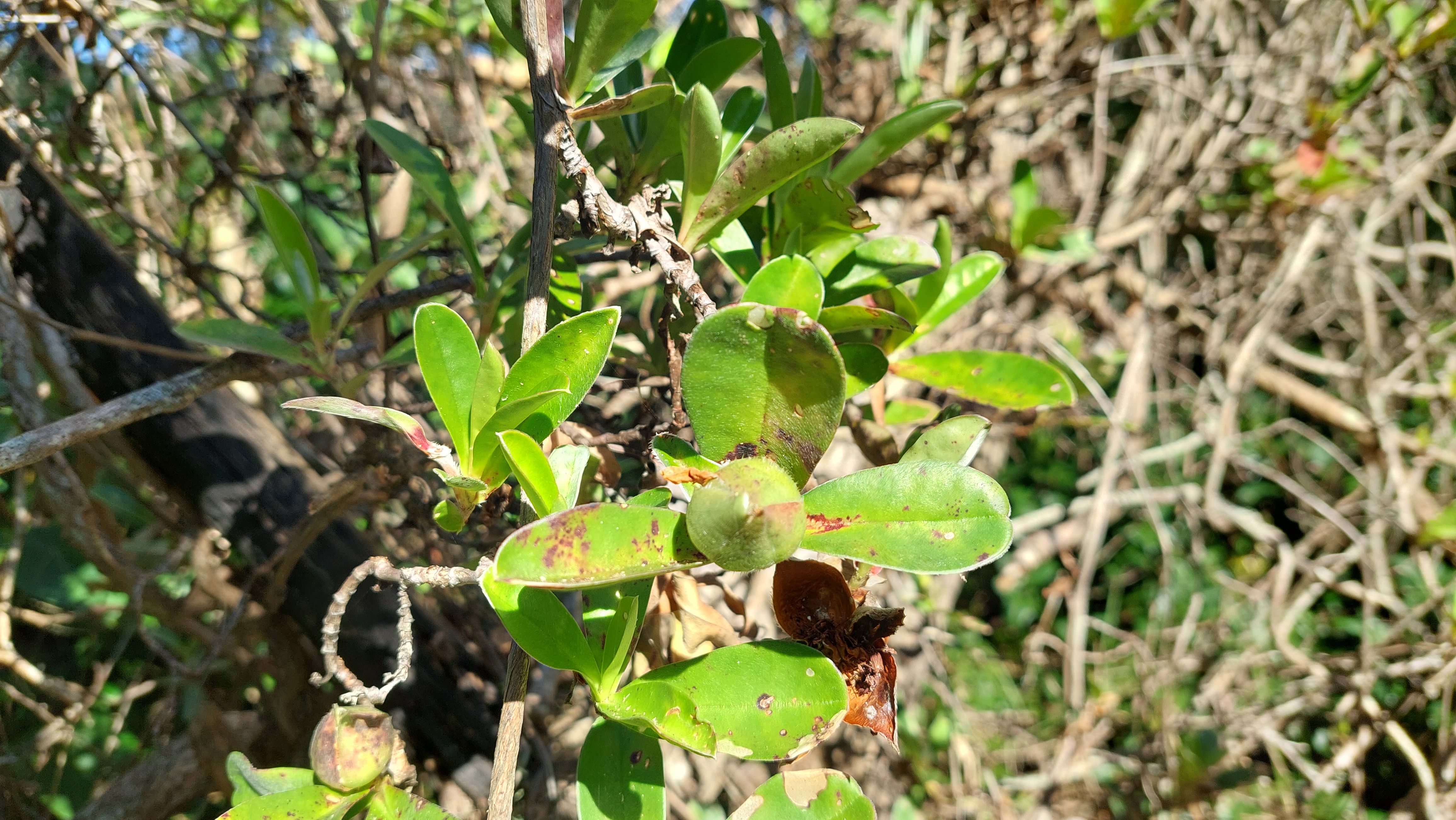 Hibbertia scandens