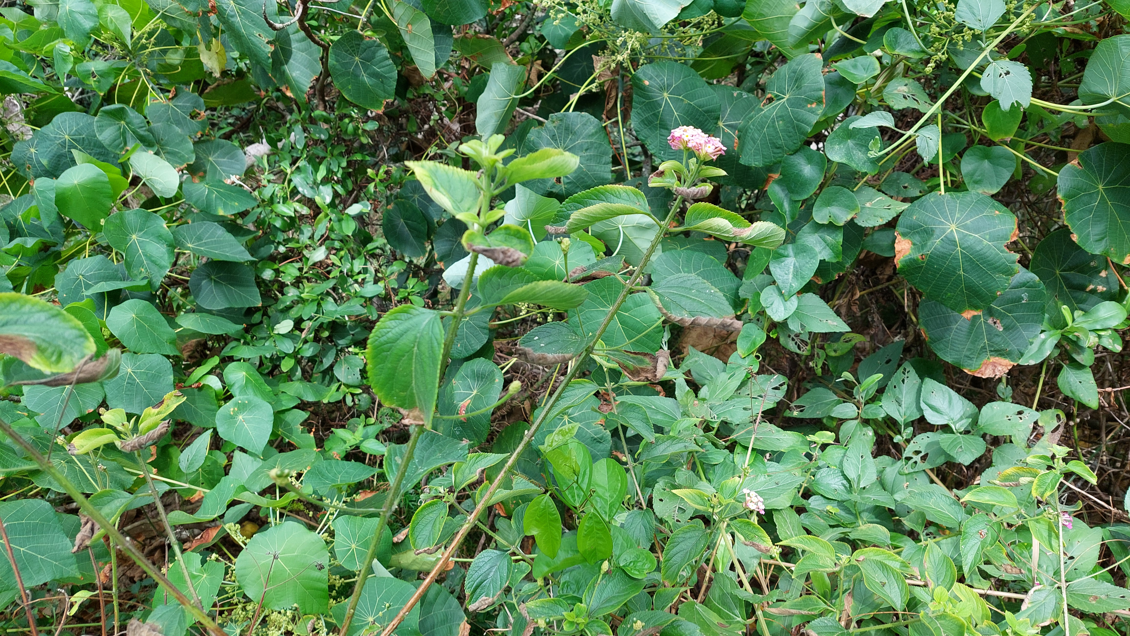 Fig