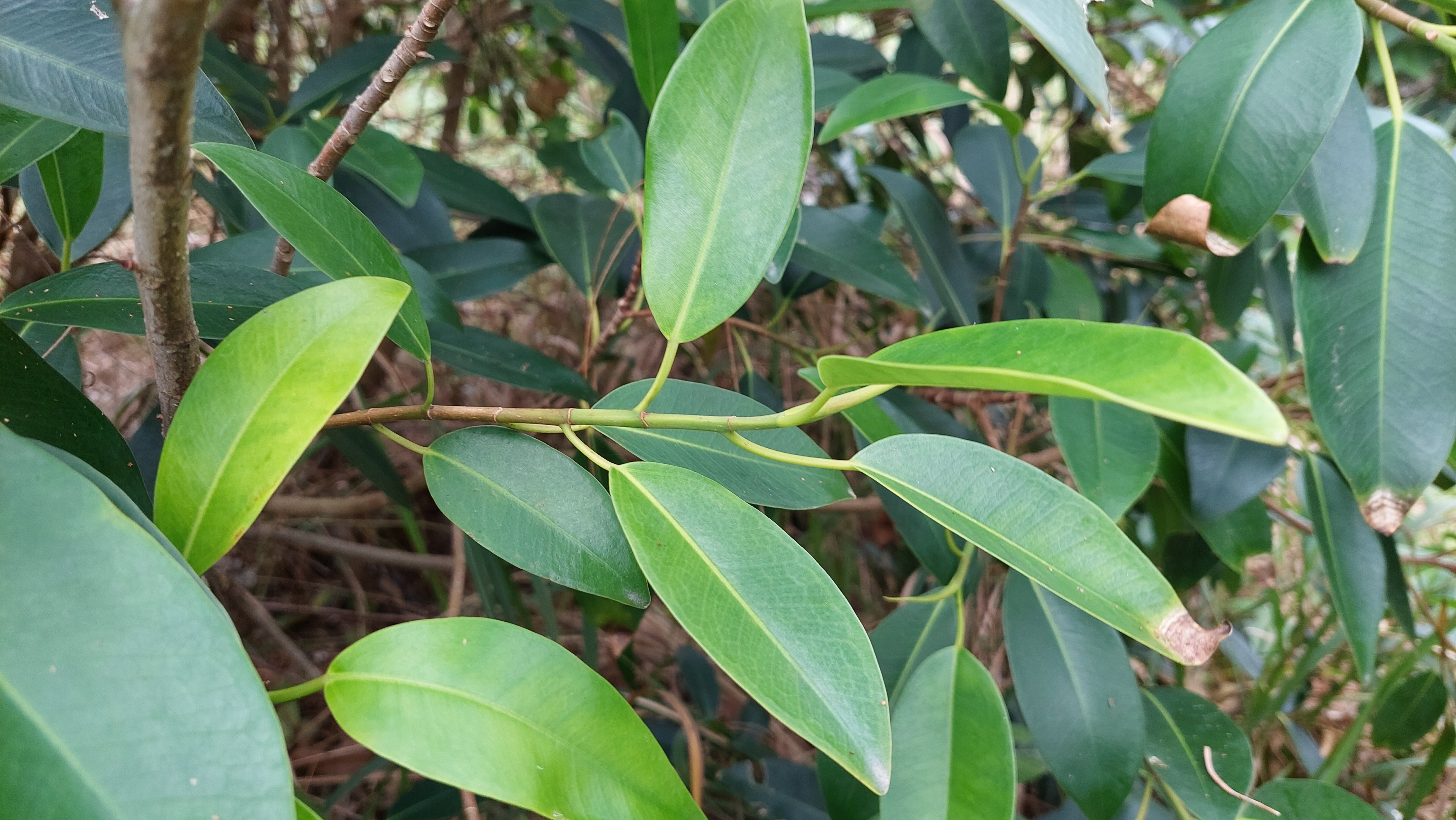 Fig