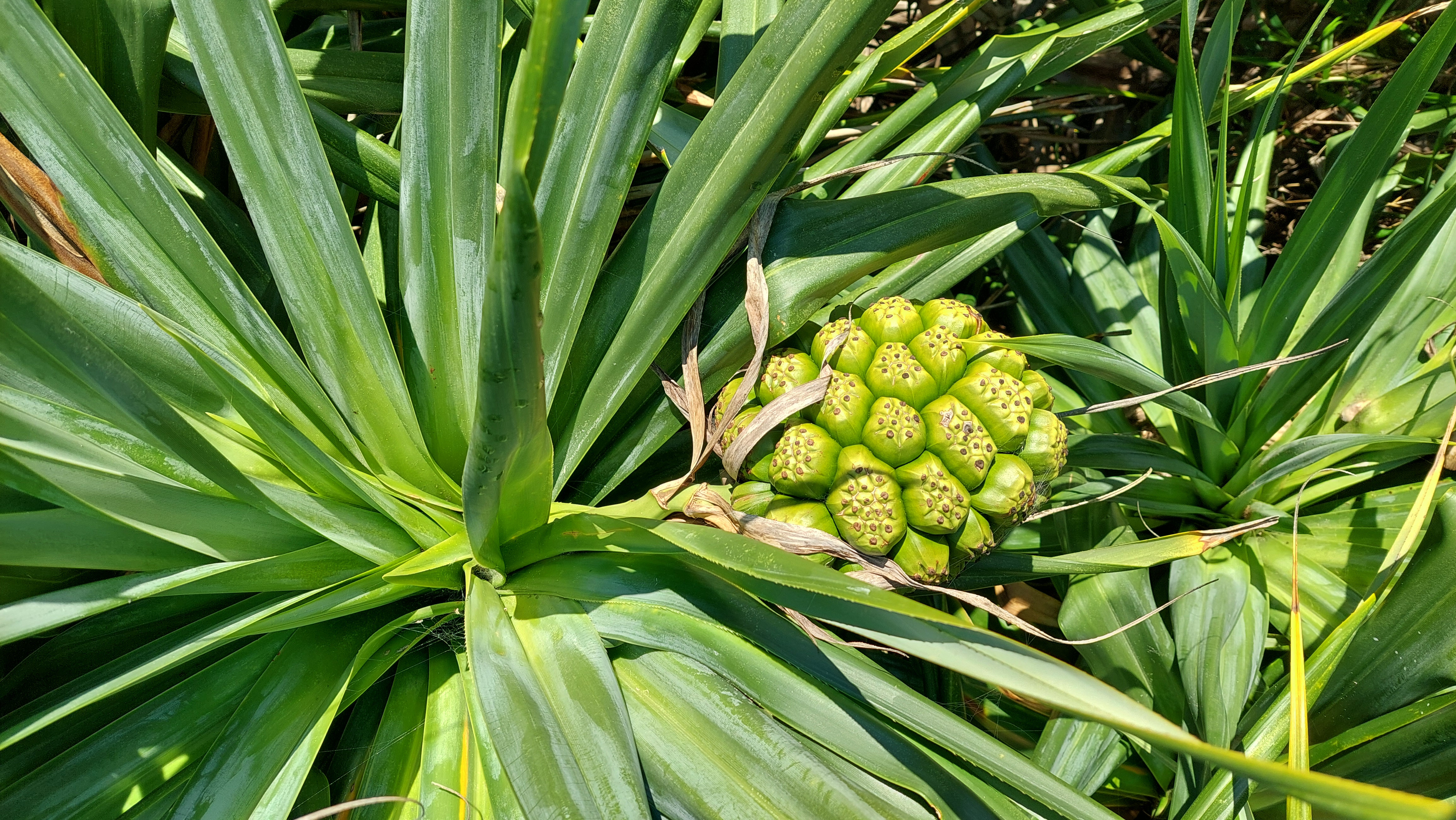 Pandanus tectorius