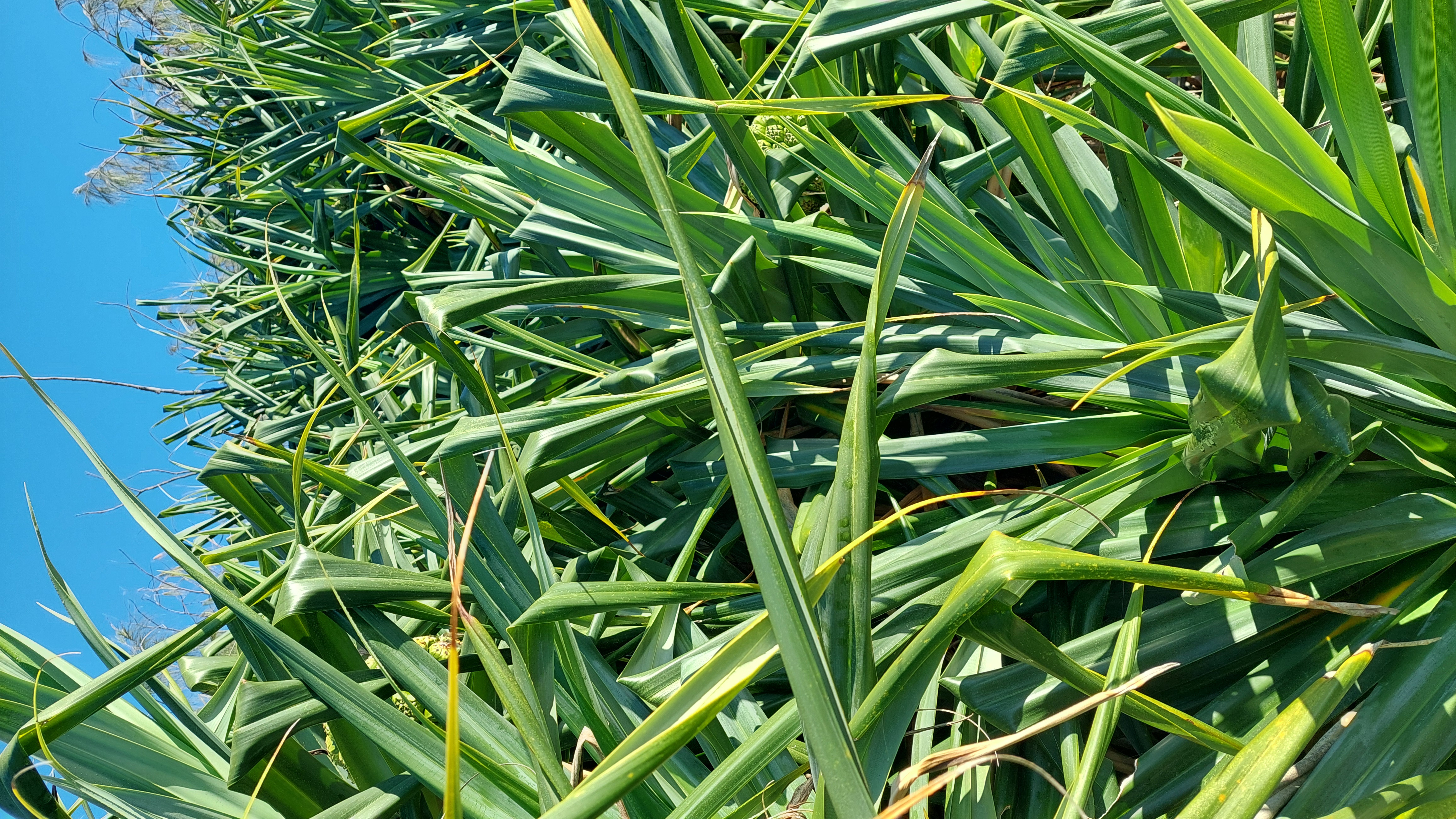Pandanus tectorius