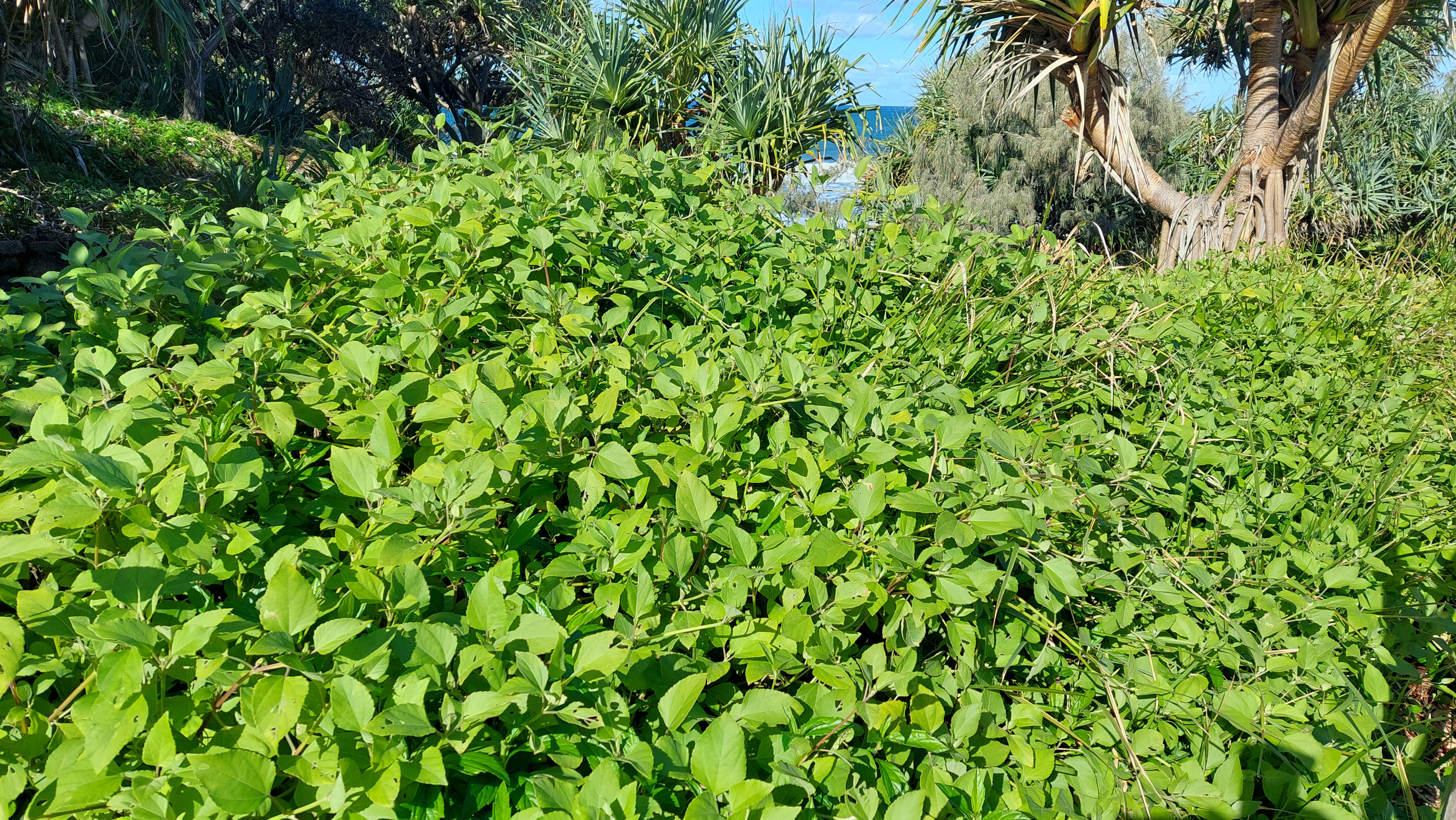 Wallastonia ground cover